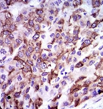 CYP3A4 Antibody抗体，orb97451，bio