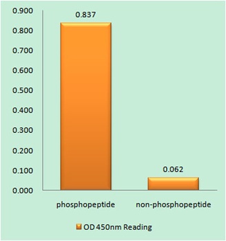 Smad3 (phospho Ser208) rabbit 