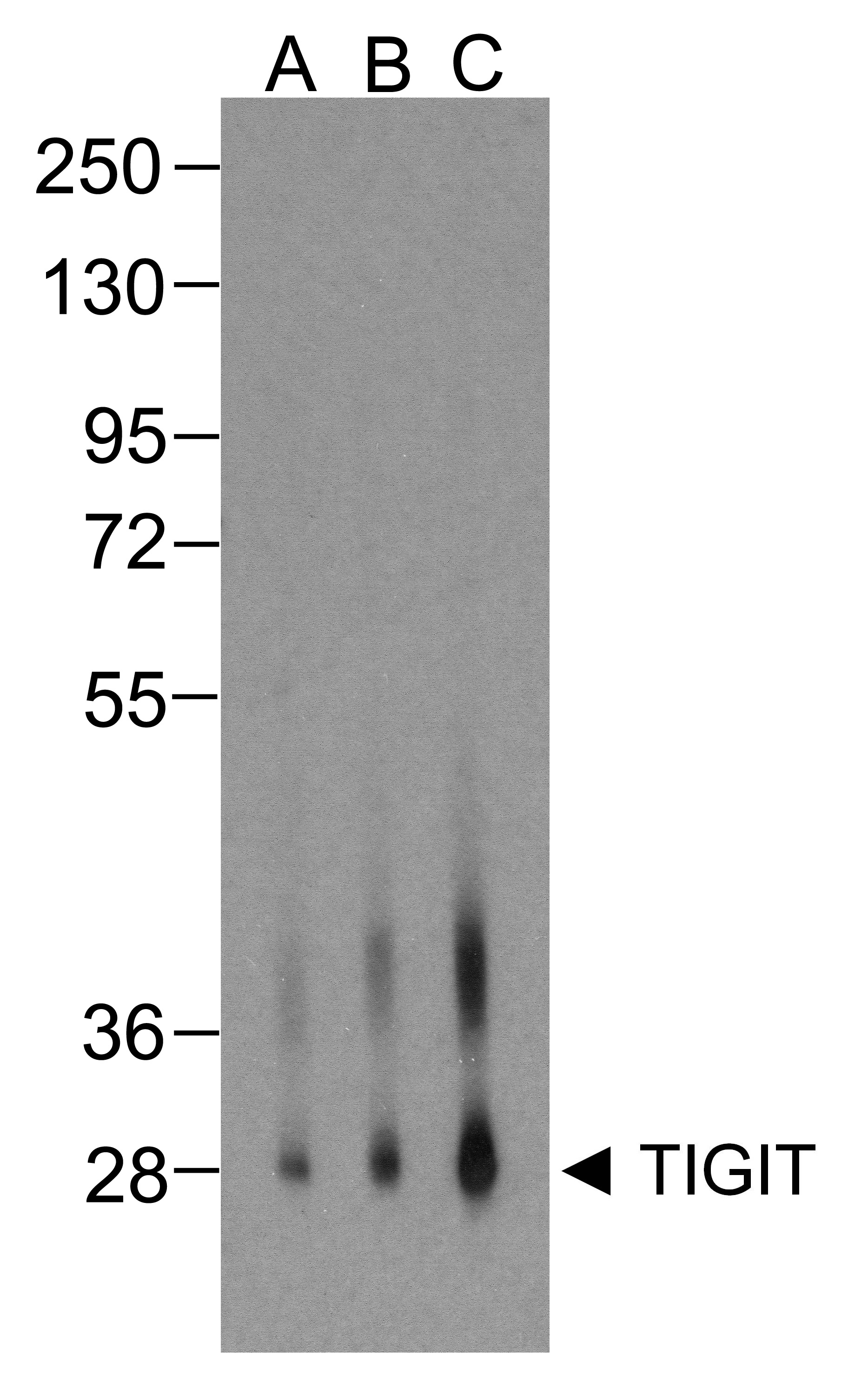 TIGIT Antibody [4A10]抗体，orb124