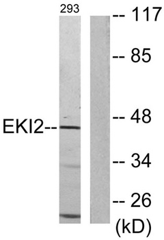 Ethanolamine kinase 2 rabbit p
