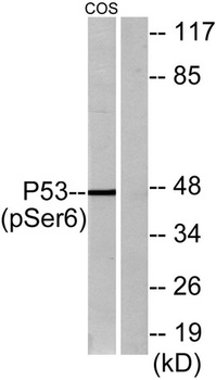 p53 (phospho Ser6) rabbit pAb抗