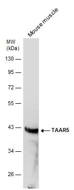 TAAR5 antibody [C2C3], C-term抗