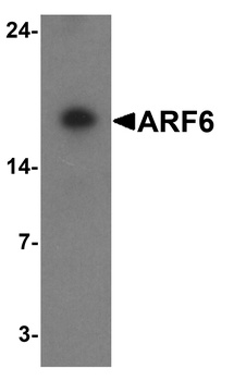 ARF6 Antibody抗体，orb1240209，bio
