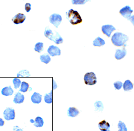 PD1 Antibody [4D6]抗体，orb123974