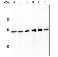 SMG7 Antibody抗体，orb214942，bior
