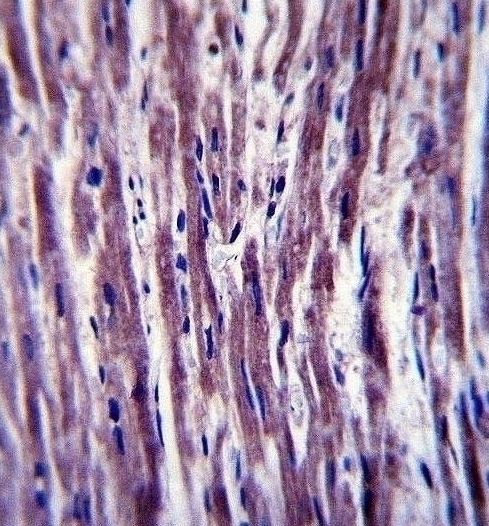 PTPLA Antibody抗体，orb1268960，bi