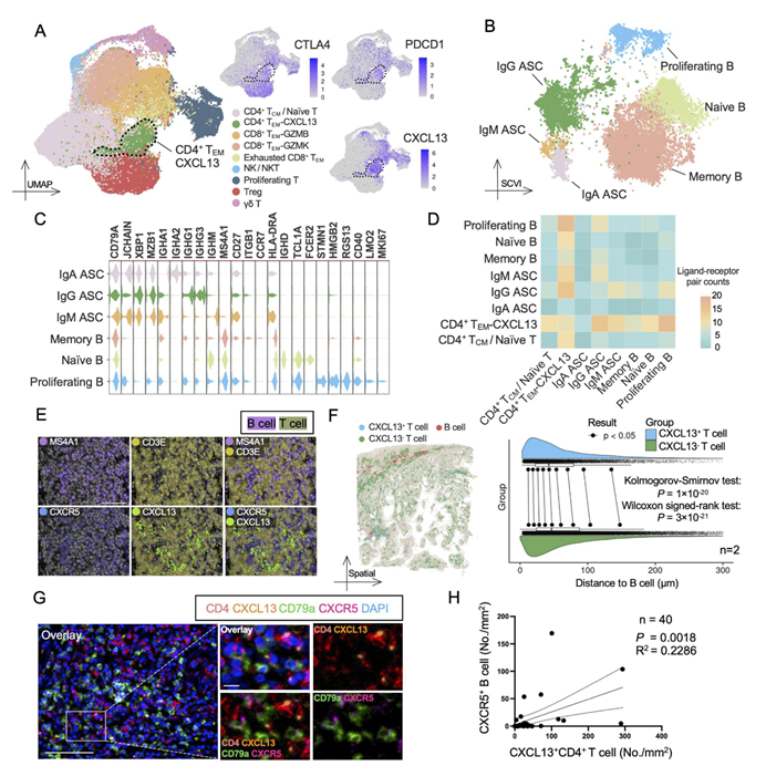 从空间图谱到量化验证|Tissue Cytometry 技术赋能空间多组学解析 HNSCC 免疫微环境