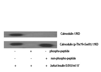 Calmodulin rabbit pAb抗体,orb764