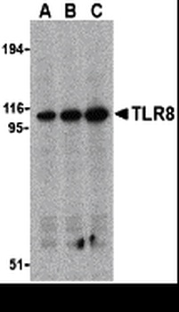 TLR8 Antibody抗体，orb1238754，bio