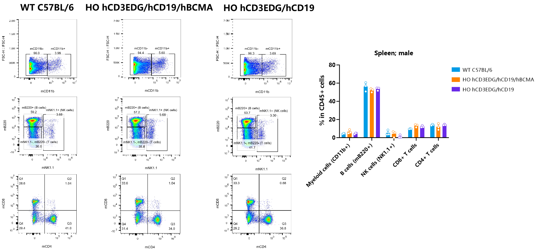 CD3/CD19/BCMA 从肿瘤免疫到自身免疫性疾病的多面利器