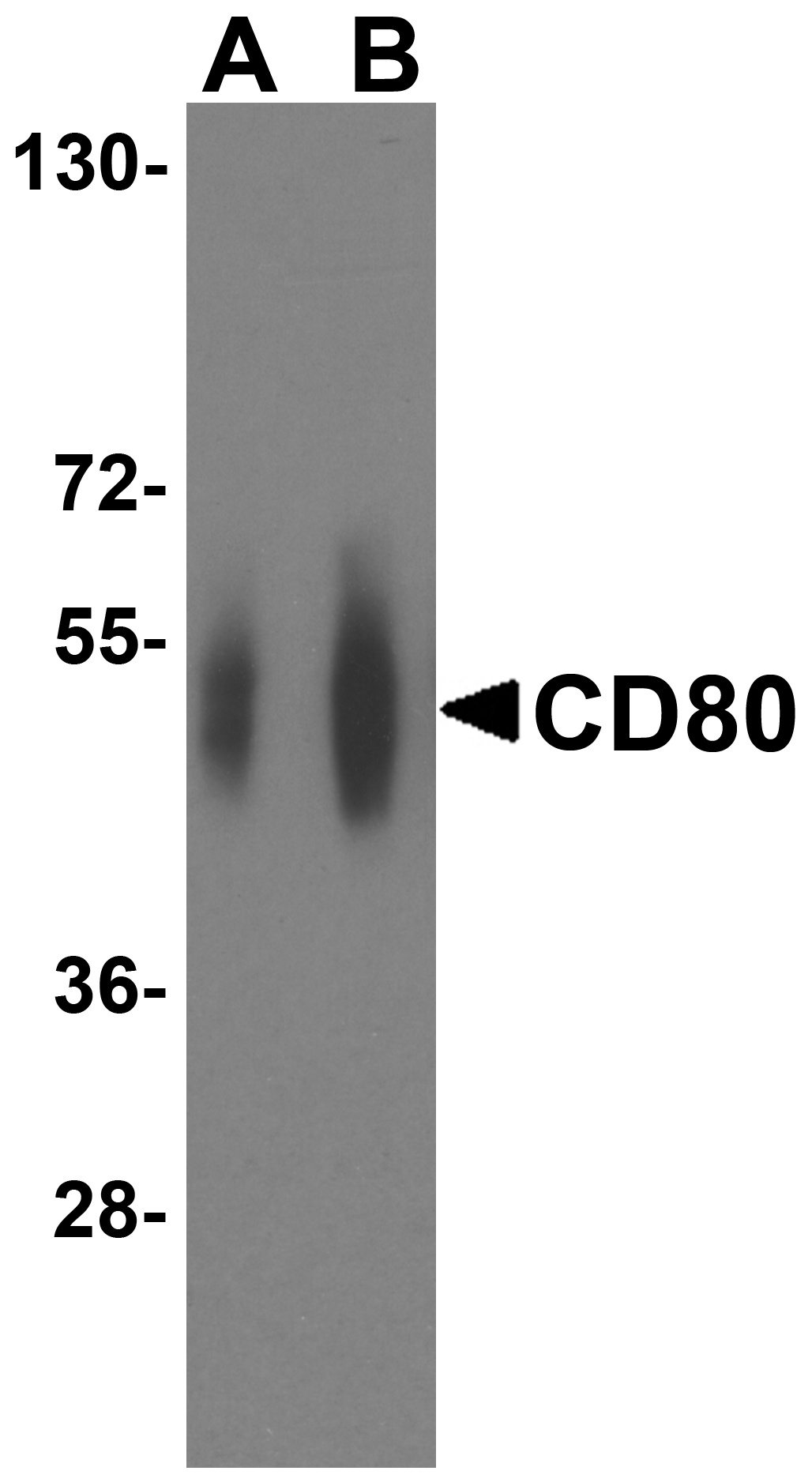 CD80 Antibody [12D9]抗体，orb1239