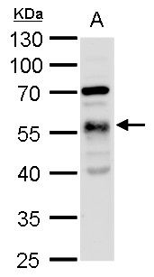 alpha Tubulin 1A antibody抗体，or