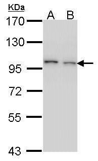 EPS8 antibody [C3], C-term抗体，o