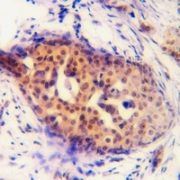 Cyclin D1 (Phospho-S90) Antibo