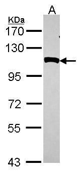 NPEPPS antibody [N3C2-2], Inte