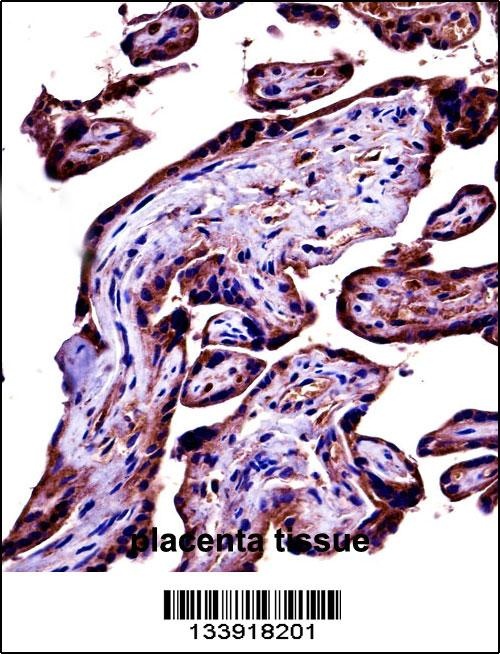 C9 Antibody抗体，orb1268766，biorb