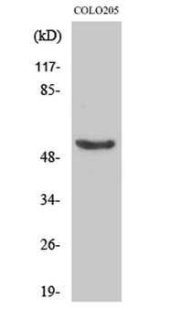 p53 (phospho Ser37) rabbit pAb