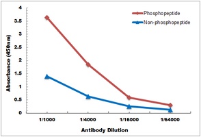 Ubiquitin (Phospho-S65) Antibo