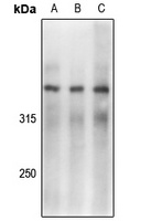 DNA-PKcs (Phospho-S2056) Antib