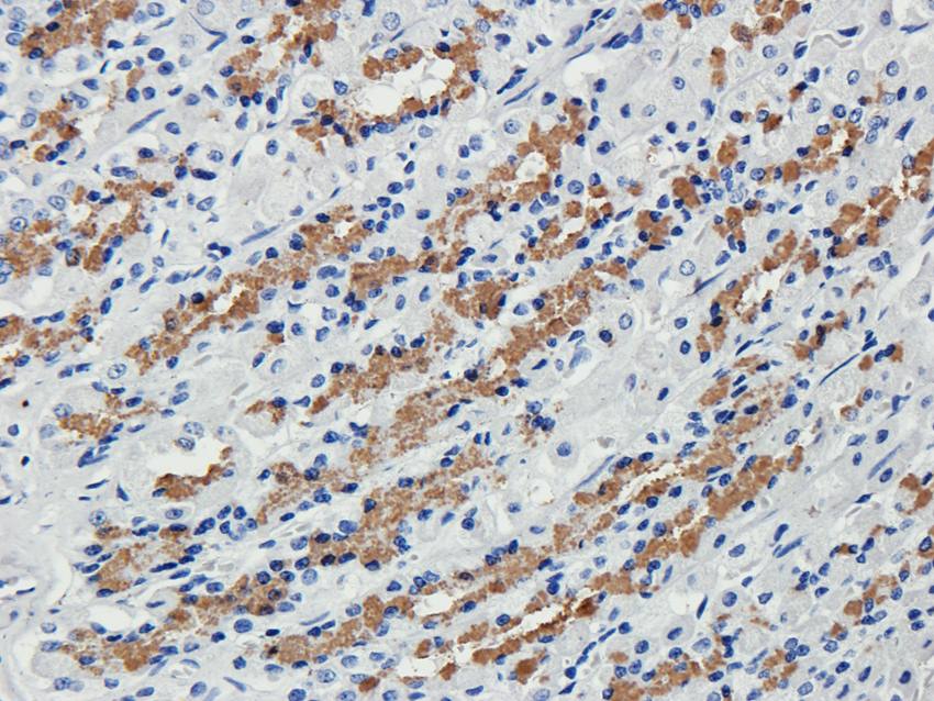 Cubilin antibody抗体，orb4997，bio