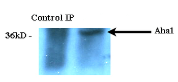 AHA1 Antibody抗体,orb1822461,bio