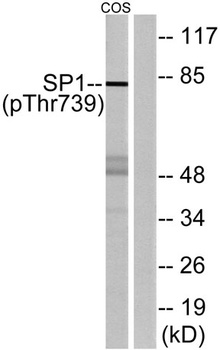 Sp1 (phospho Thr739) rabbit pA