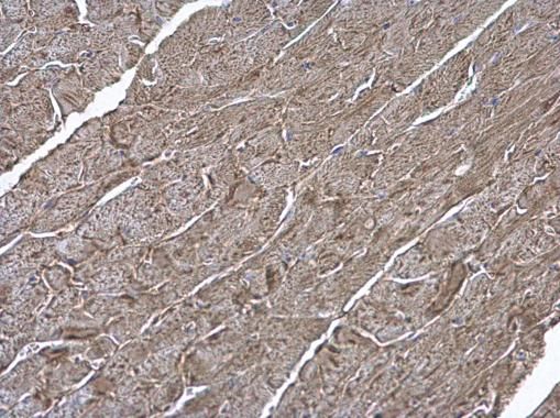 ATP6V1H antibody [N3C3]抗体，orb5