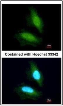 NPEPPS antibody [N3C2-2], Inte