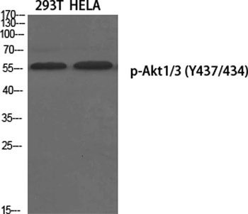 Akt1/3 (phospho Tyr437/434) ra