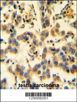 K0090 Antibody抗体,orb1270905,bi