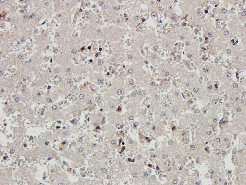 EPX antibody抗体，orb382913，biorb