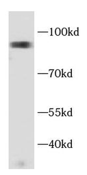 DNMT3B Antibody抗体，orb1292517，b