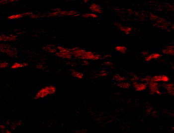 Neuritin Antibody抗体,orb1239665