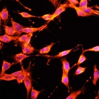 HGFL Antibody抗体,orb667338,bior