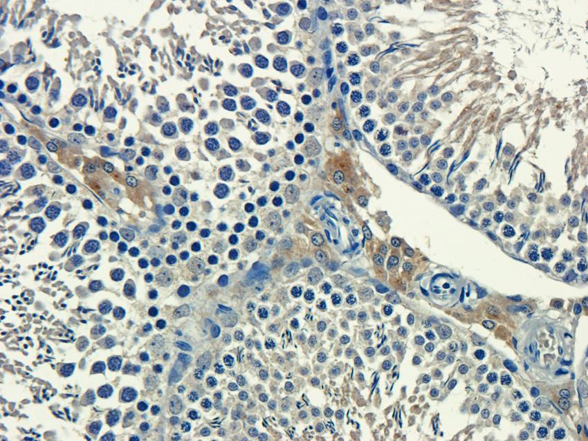 Aquaporin 9 antibody抗体，orb1012