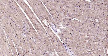 ATP1B1 Recombinant Rabbit Mono