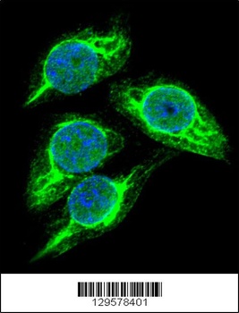 STRA8 Antibody抗体，orb1270167，bi