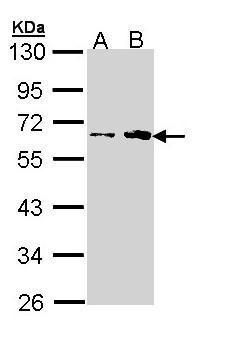 Fukutin antibody [N3C3-2]抗体，or
