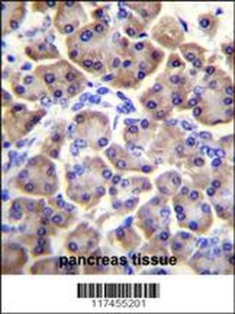 MRPS12 Antibody抗体，orb1269472，b