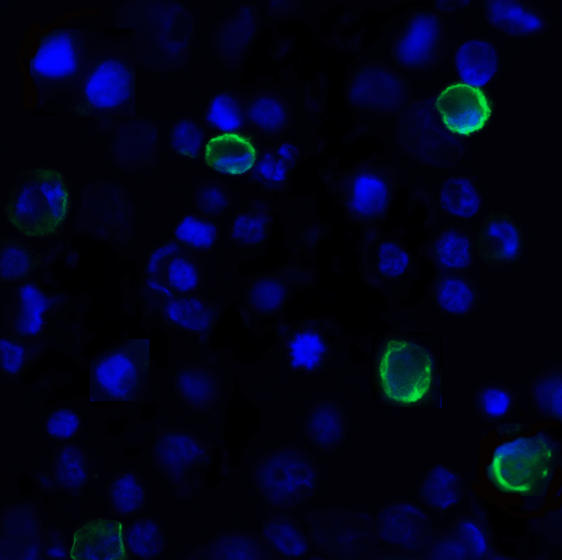 TIGIT Antibody [7E5]抗体，orb1240