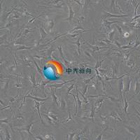 小鼠心房成纤维细胞永生化