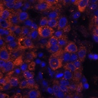 PAI1 Antibody抗体,orb668076,bior