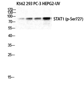 Stat1 (phospho Ser727) rabbit