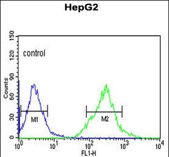 AFMID Antibody (N-term)抗体，orb3
