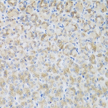 ARFGAP3 Antibody抗体,orb1255948,