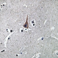 EGF Antibody抗体，orb319094，biorb