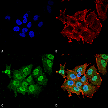 Ataxin 1 Antibody抗体，orb150766，