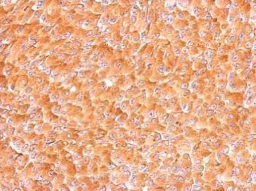 AIMP1 antibody抗体，orb556236，bio