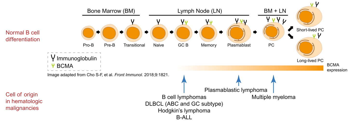 CD3/CD19/BCMA 从肿瘤免疫到自身免疫性疾病的多面利器