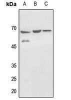 Histone Deacetylase 1 (Phospho